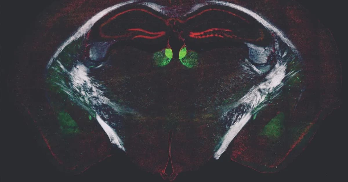 Descubren el 'regulador oculto' del aprendizaje en el cerebro adulto