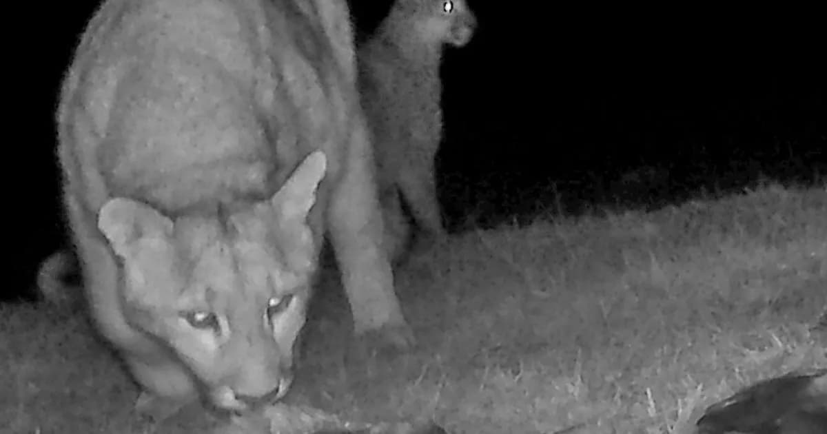 Pumas cazadores: el nuevo fenómeno en los ríos de la Patagonia argentina