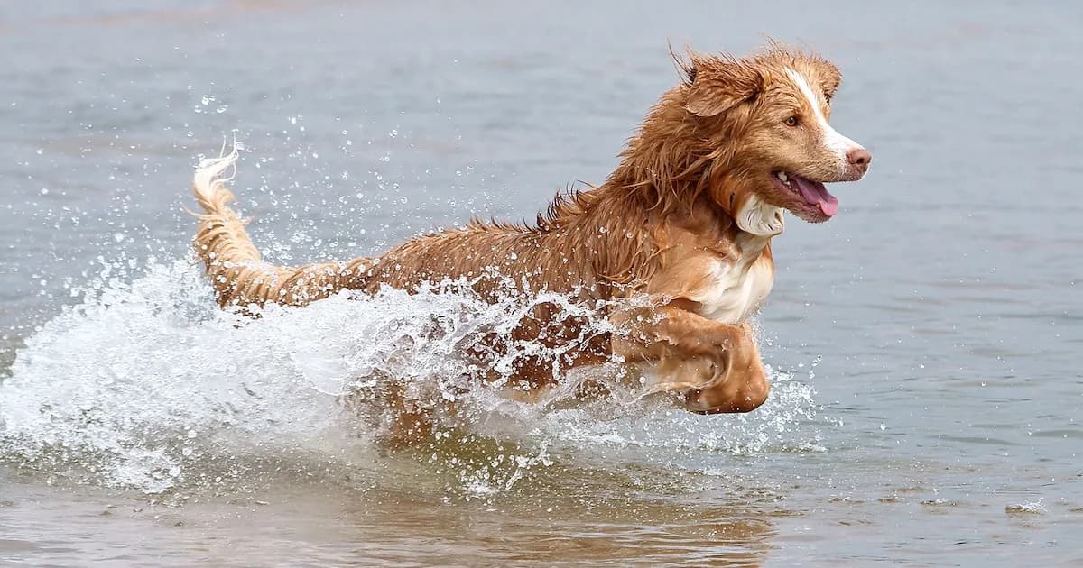 Descubren variante genética en el Retriever de Nueva Escocia que aumenta riesgo de enfermedades