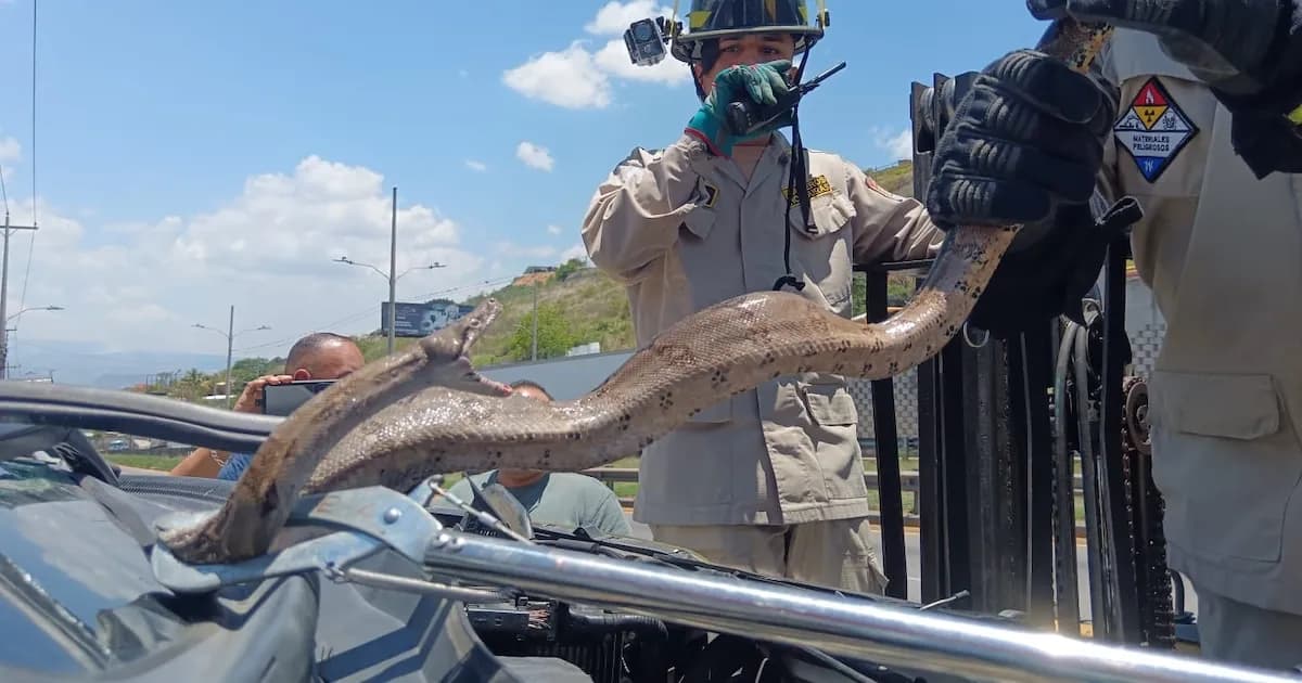 Rescatan a una boa constrictor en un depósito de chatarra en Tegucigalpa