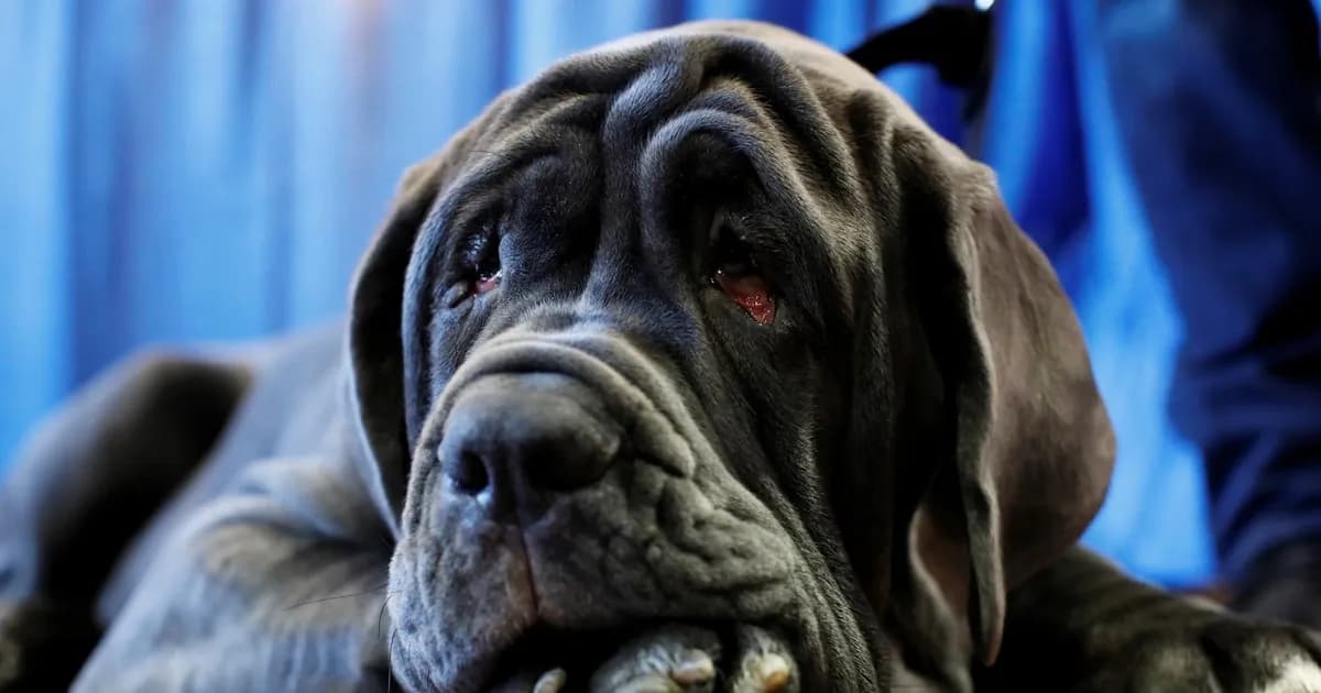 La presencia de perros grandes afecta la calidad del aire en espacios cerrados