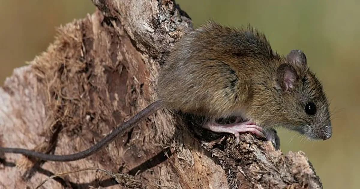 Alerta por hantavirus: fallecimientos en crucero y medidas de prevención
