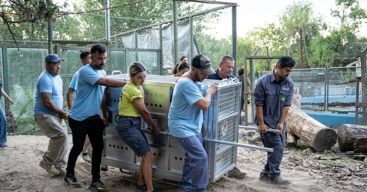 Gordo, Florencia y Flora: un nuevo comienzo tras su traslado desde el ex zoológico de Luján