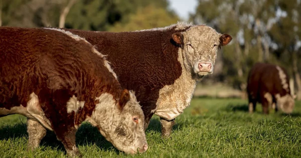 La UE refuerza controles para la carne argentina: productores deben registrarse antes de junio
