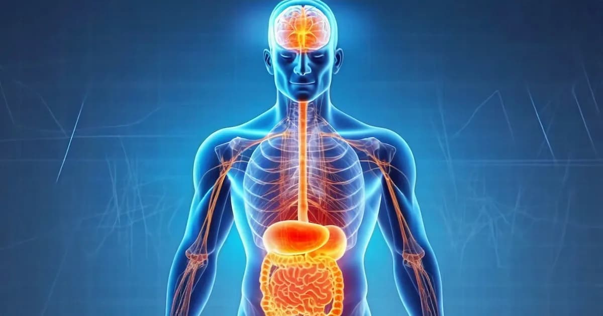 El Eje Intestino-Cerebro: Clave para una Salud Integral