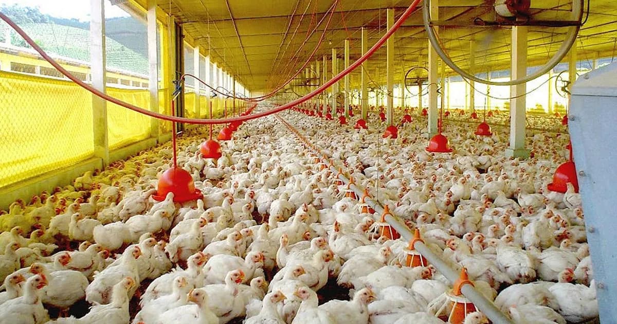 Récord de Importaciones de Carne en Marzo: Impacto en Pequeños Productores