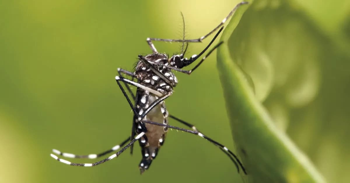 Aumento de casos de chikungunya en Salta: seis bebés nacen infectados