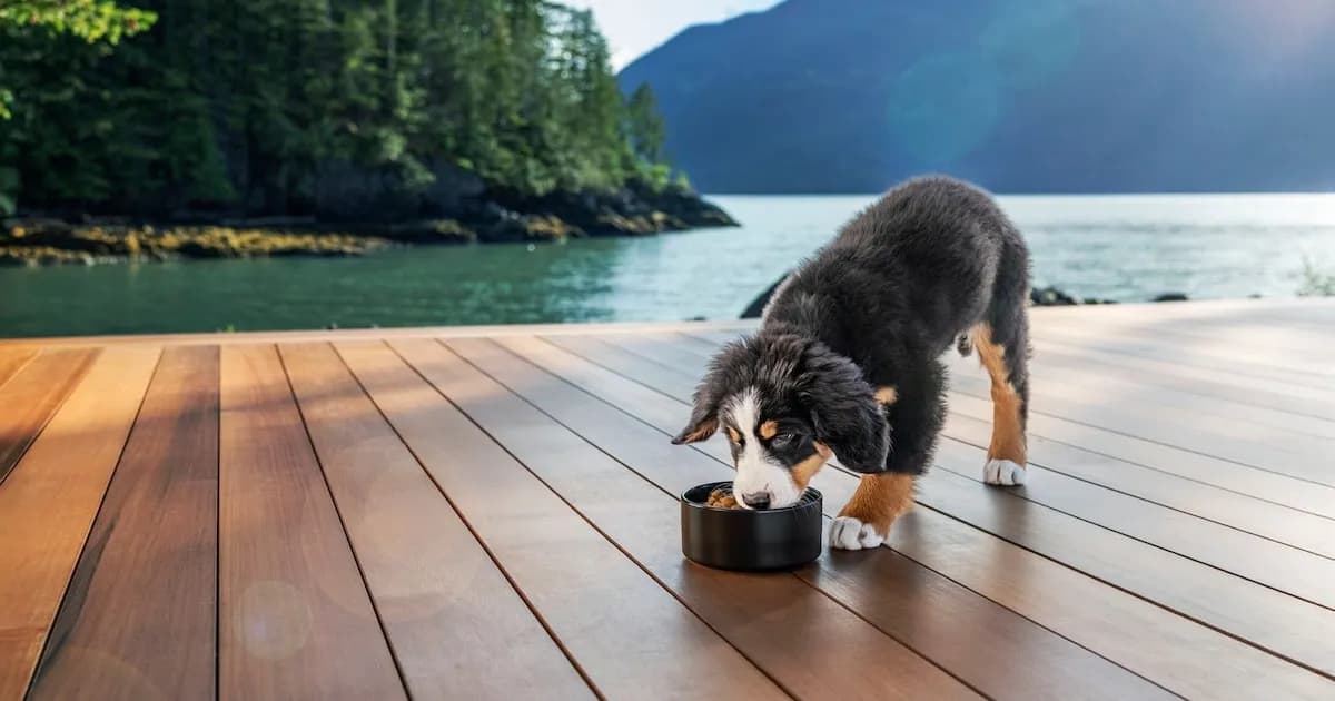 Claves para una Alimentación Saludable de Perros y Gatos en Argentina