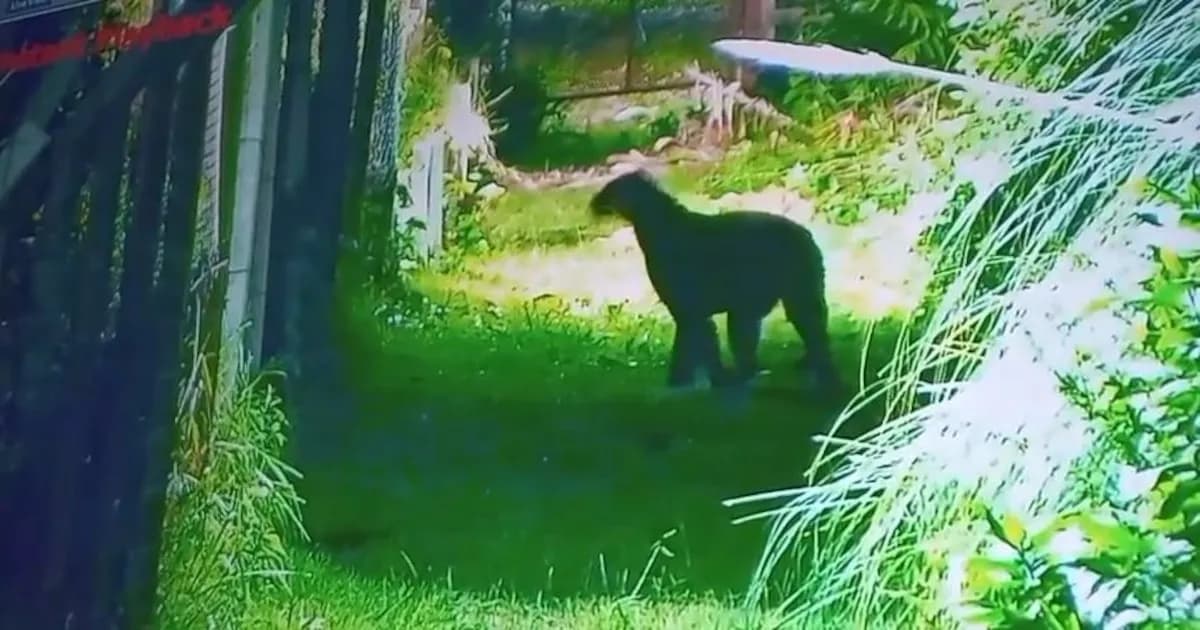 Presencia de un puma genera preocupación en la localidad de Escobar