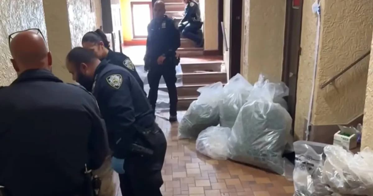Desmantelan cultivo clandestino de marihuana en un edificio del Bronx