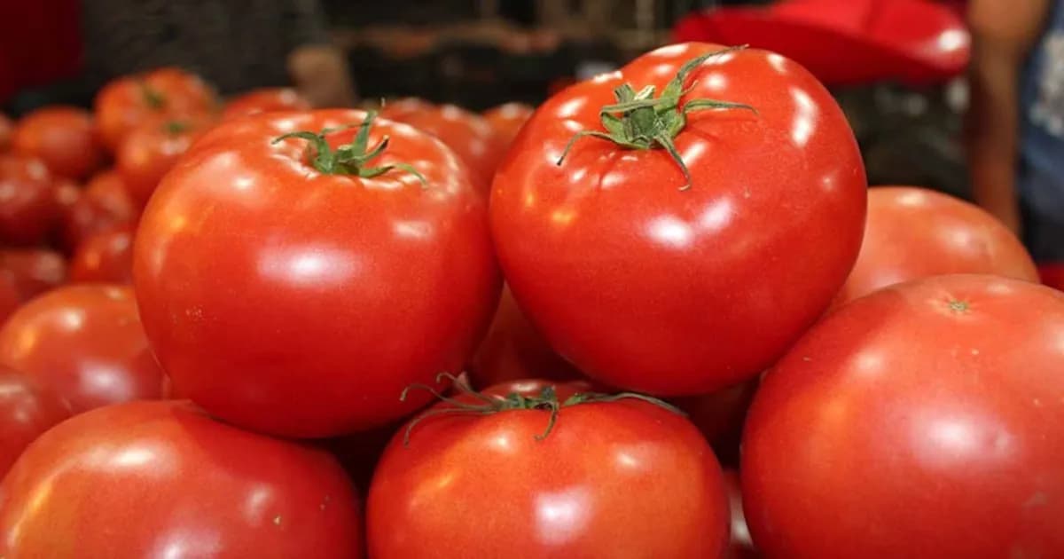 Con el fin de el sistema inmunológico, jitomate: propiedades nutricionales y beneficios