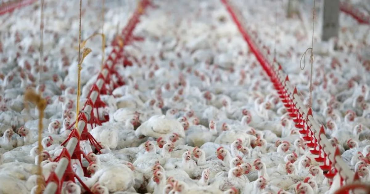 Argentina suspende exportaciones avícolas por nuevo brote de influenza aviar