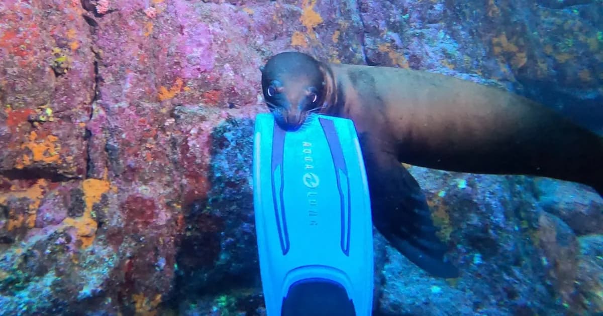 Una argentina descubre el 'Acuario del mundo' y juega con un lobo marino en su inmersión