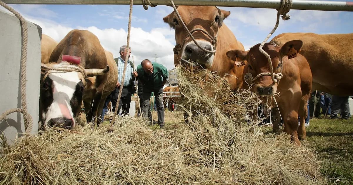 El Gobierno argentino reduce el IRPF para el sector agrícola y ganadero en 2025