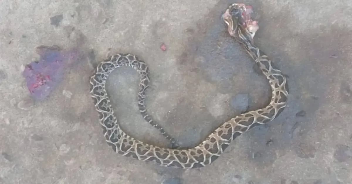 Una mujer de Corrientes fue mordida por una yarará mientras recolectaba yuyos