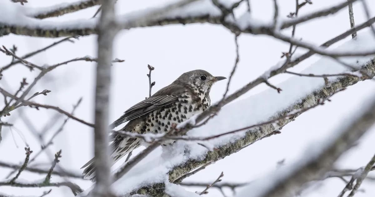 Los animales urbanos: un cambio de comportamiento sorprendente en la vida silvestre
