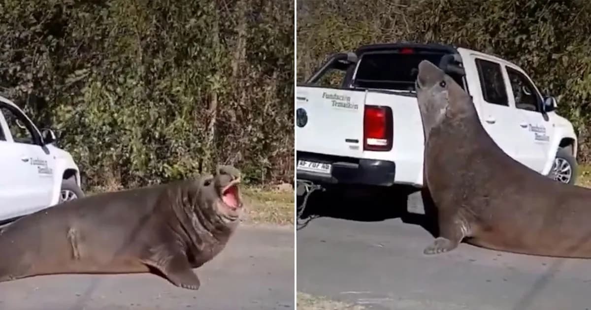 Un elefante marino causa revuelo en Ensenada y bloquea el tránsito por varias horas