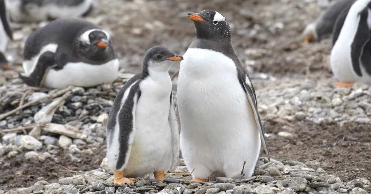 El pingüino papúa de Tierra del Fuego enfrenta riesgos por el aumento de temperaturas