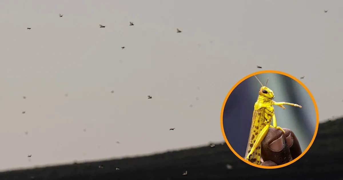 Alertan sobre la llegada de langostas africanas a Lanzarote en medio de una calima