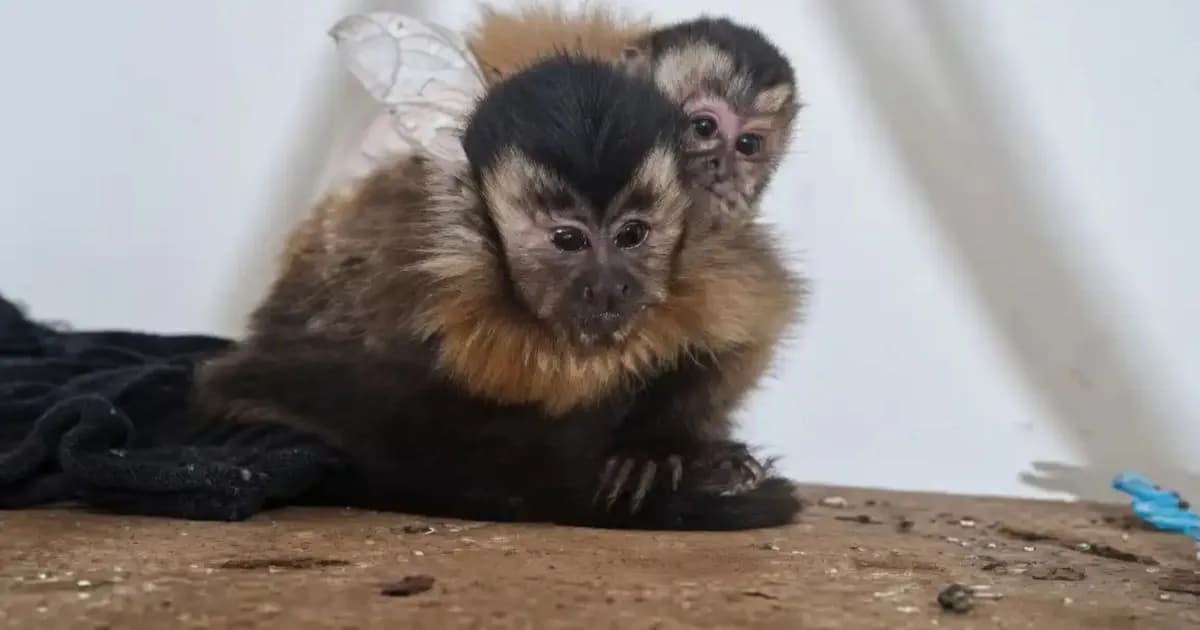 Desarticulan banda narco en Mar del Plata y rescatan monos capuchinos en insólito operativo