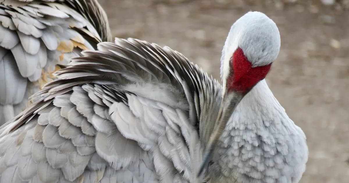 Uruguay declara emergencia sanitaria por gripe aviar tras hallazgo del virus H5 en fauna silvestre