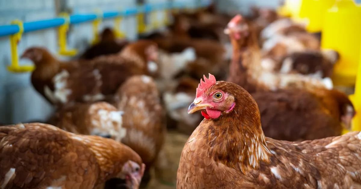 SENASA detiene exportaciones avícolas por brote de gripe aviar en Buenos Aires