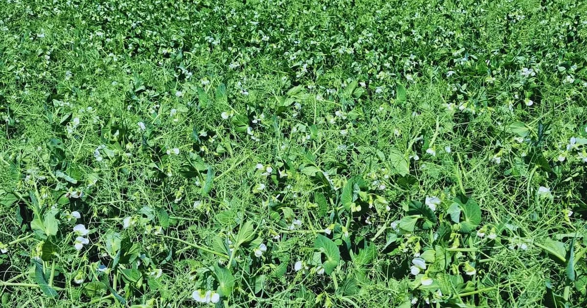 La fertilización agrícola en el centro de la estrategia productiva ante nuevos desafíos