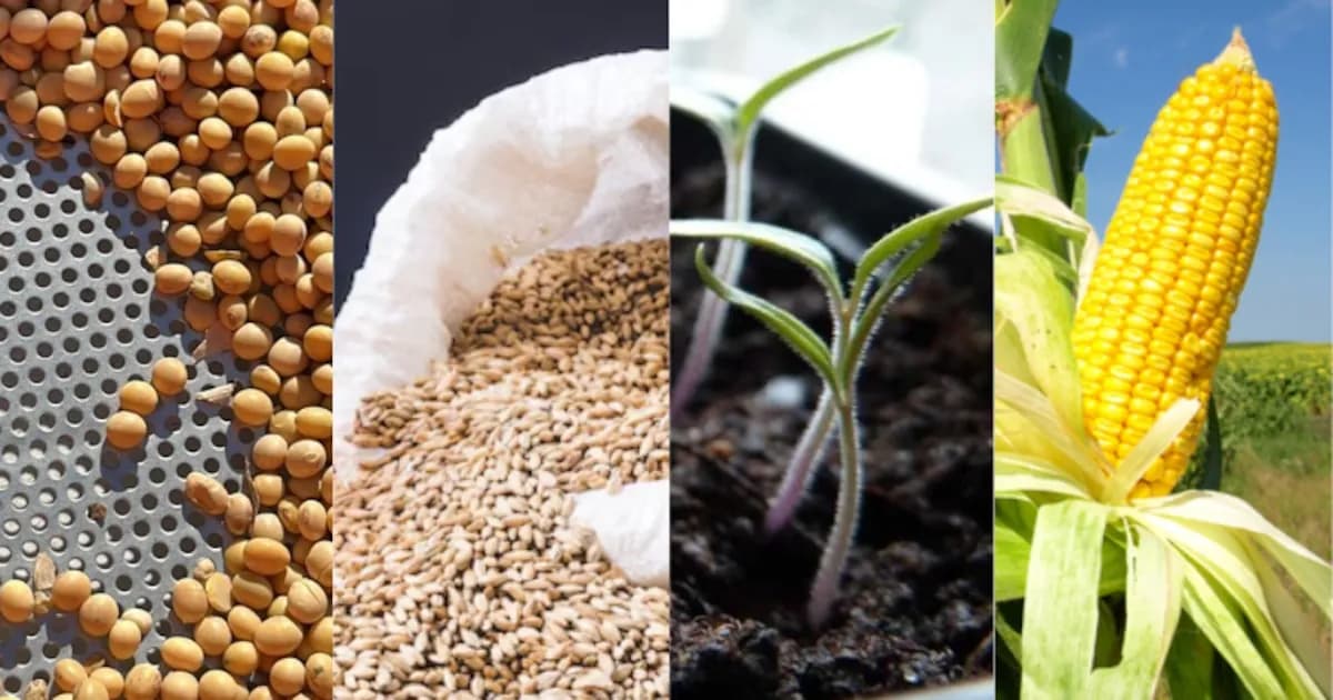 Argentina enfrenta altos costos en producción de granos respecto a la región