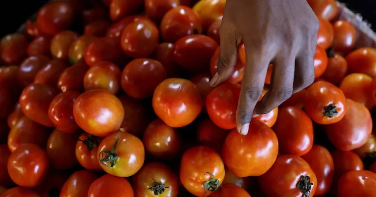 El notable aumento del precio de los tomates en Estados Unidos: un 40% en un año