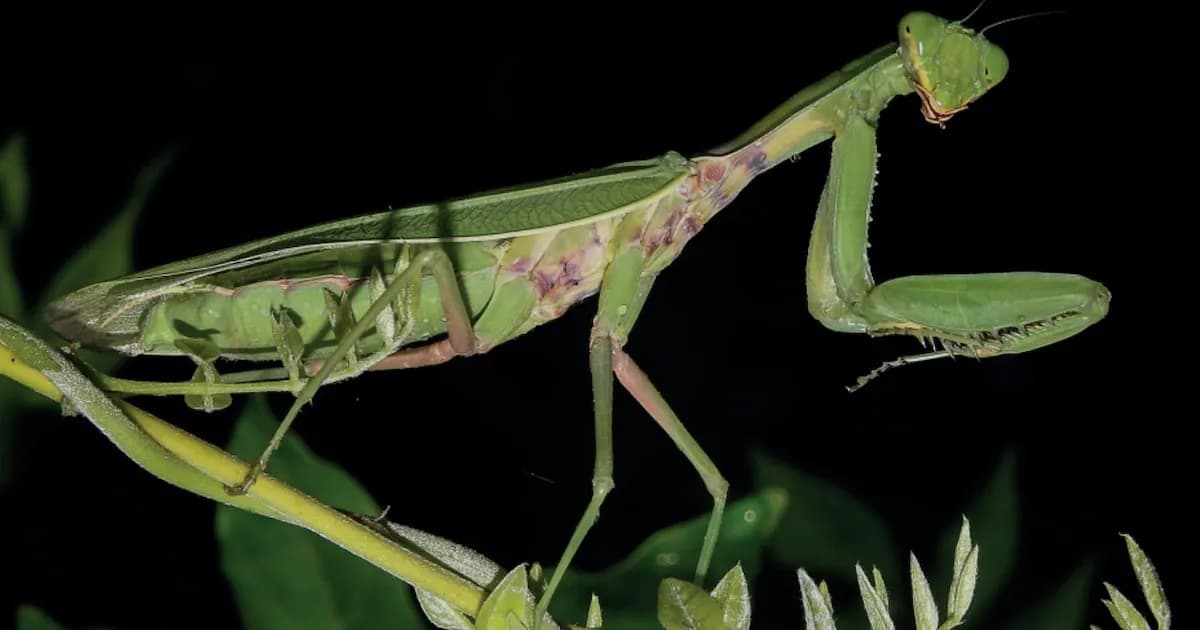 Invasión de mantis asiáticas en España: amenaza para lagartijas y ranas