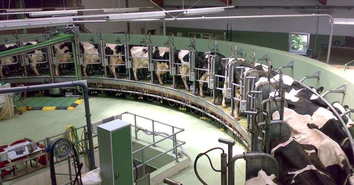 Desafíos del Sector Lácteo: Un Joven Productor Revela la Cruda Realidad Económica
