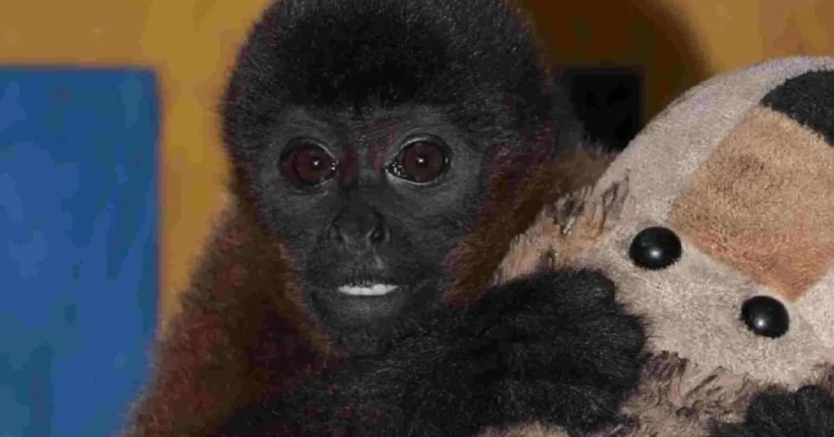Un macaco colombiano muestra apego a humanos tras separación forzada de su madre