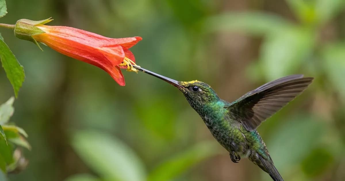 El colibrí picoespada: una maravilla andina con el pico más largo del mundo