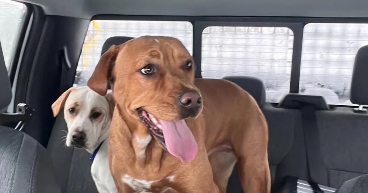 Conductor de quitanieves salva a dos cachorras durante tormenta en Long Island