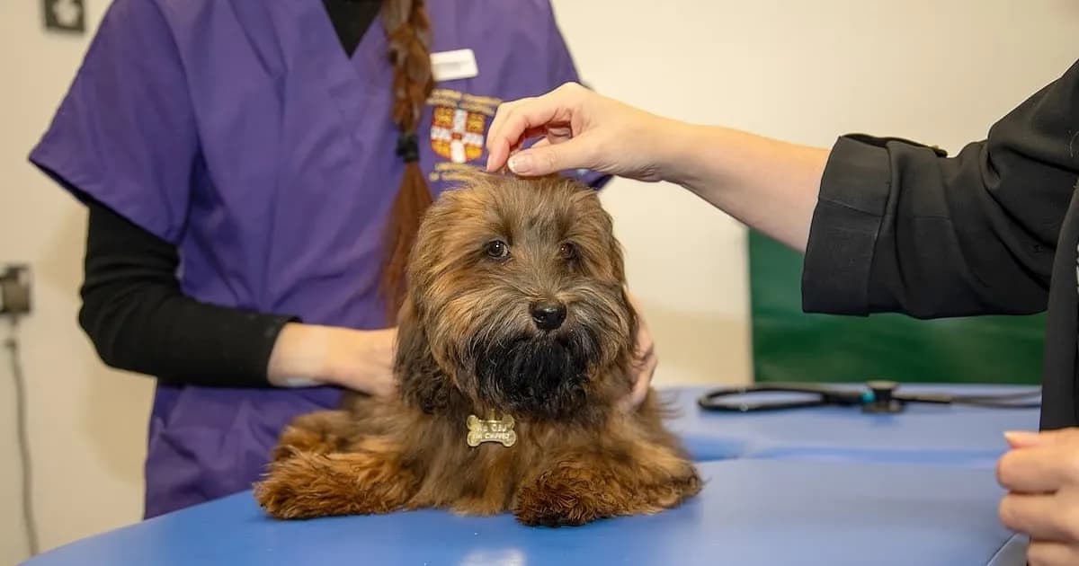 Mascotas, un propósito vital para adultos mayores enfrentando presiones económicas