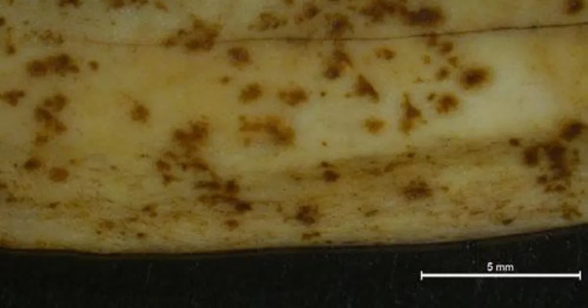 Investigación revela cómo las raíces de plantas marcan los huesos en yacimientos