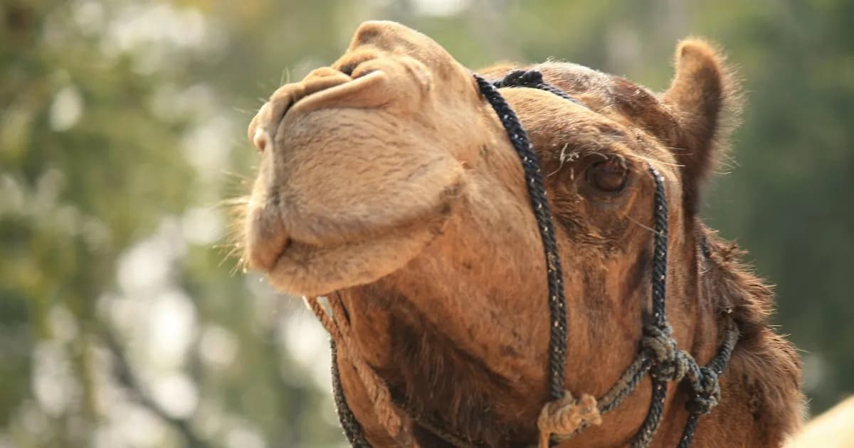 Escándalo en concurso de camellos: descalifican a 20 por uso de bótox