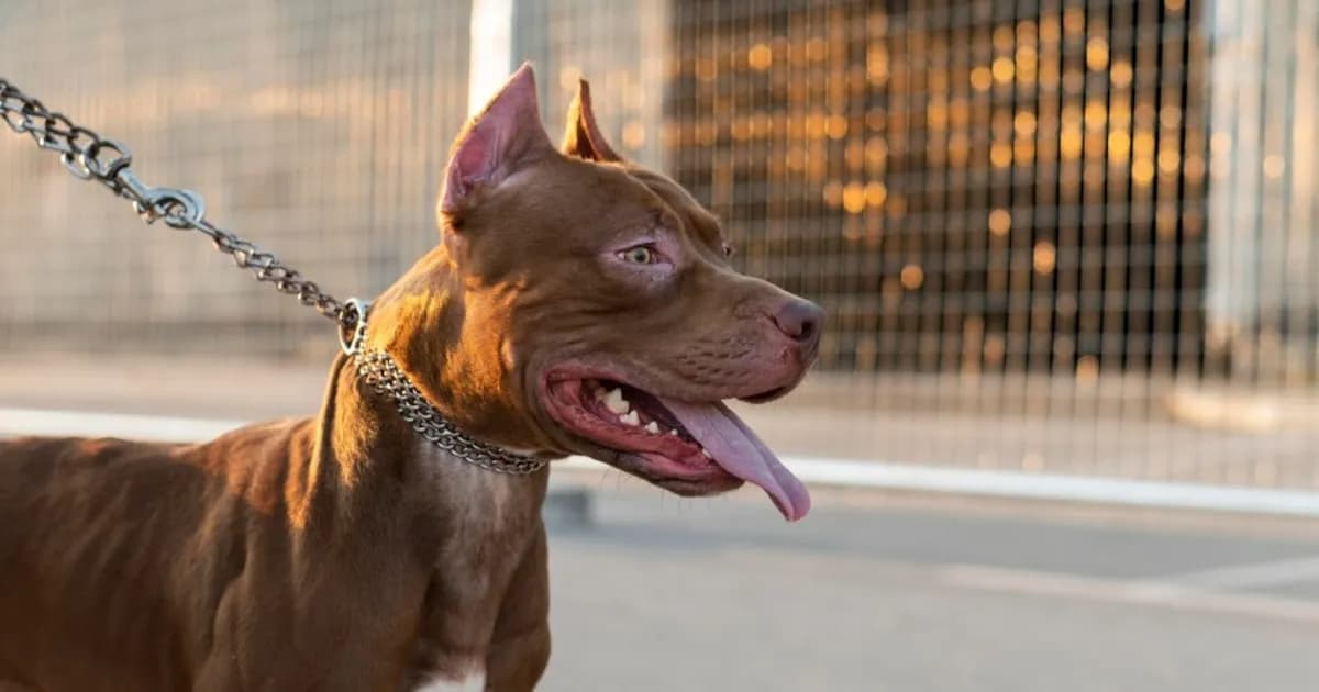 Un niño de dos años atacado por un pitbull en Santa Fe genera preocupación en la comunidad
