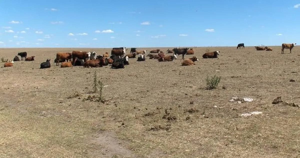 Productores uruguayos lamentan pérdidas en cultivos por sequía y piden medidas más urgentes