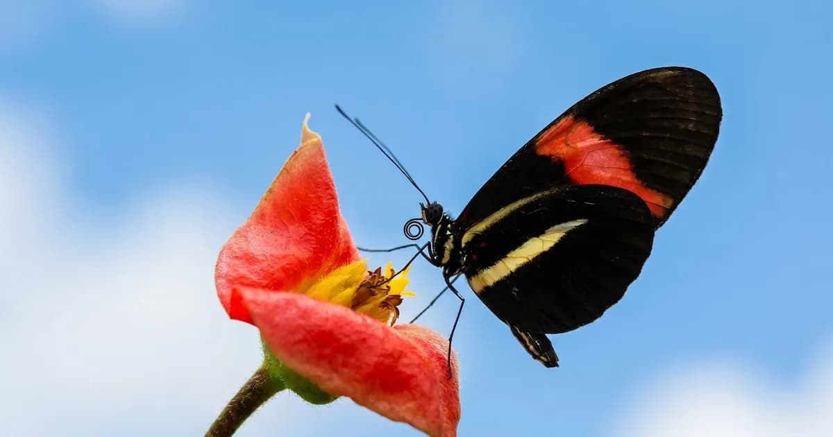 Mariposas Heliconius: El secreto detrás de su sorprendente longevidad