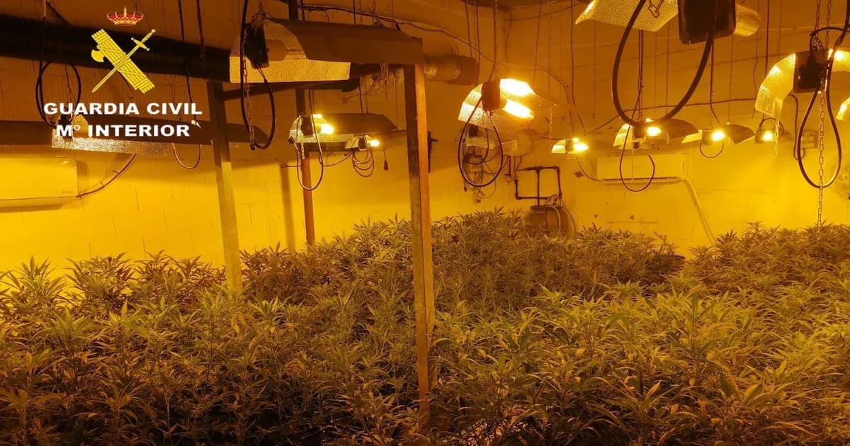 Detienen a dos hombres tras descubrir plantación de marihuana en Sevilla durante investigación