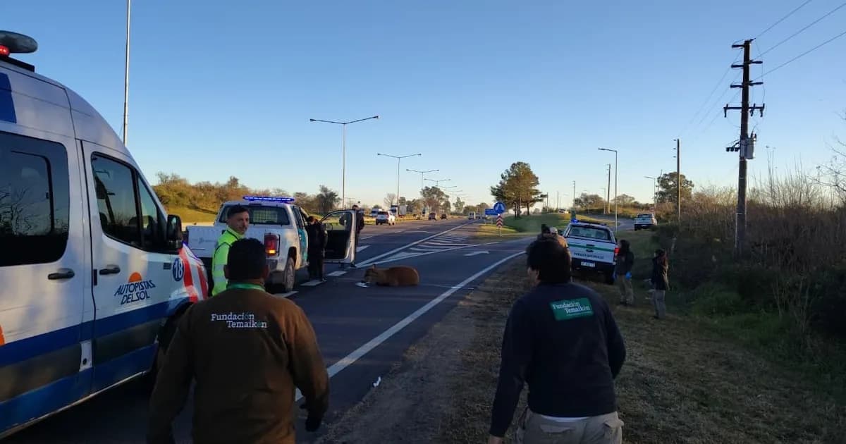 Rescatan a un ciervo de los pantanos en la autopista Panamericana