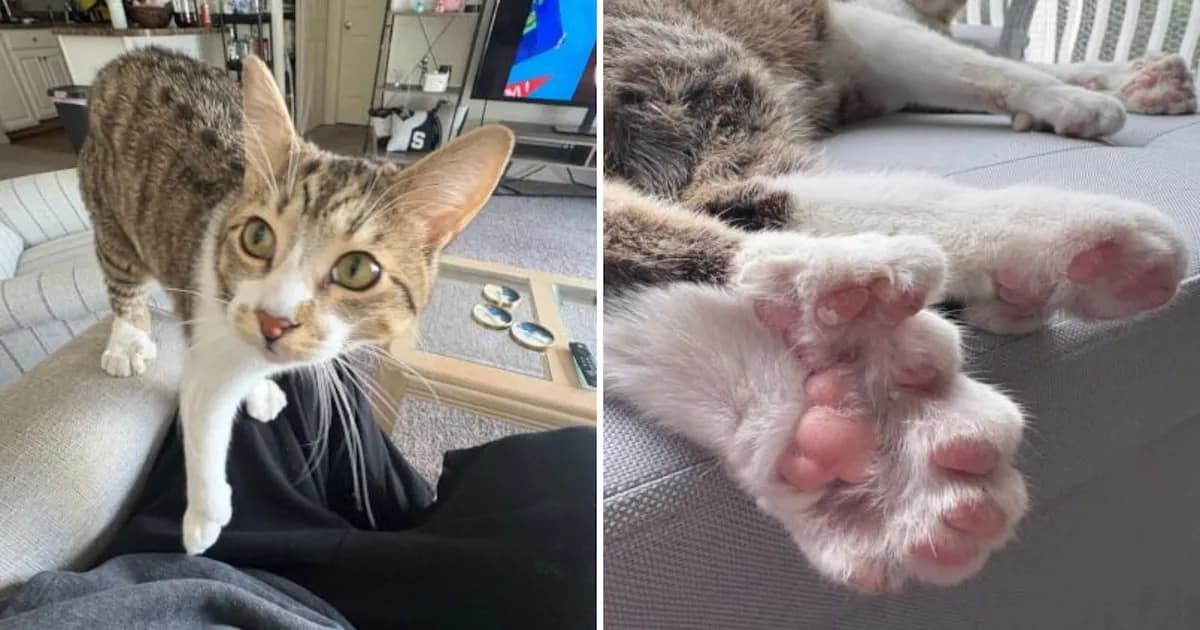 Toby, el gato polidáctilo que hizo historia con sus 28 dedos en Guinness