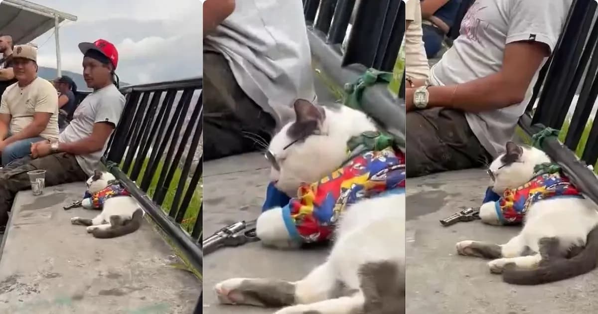 Polémica en la Comuna 13 de Medellín: rescatan a un gato sedado y disfrazado para obtener propinas