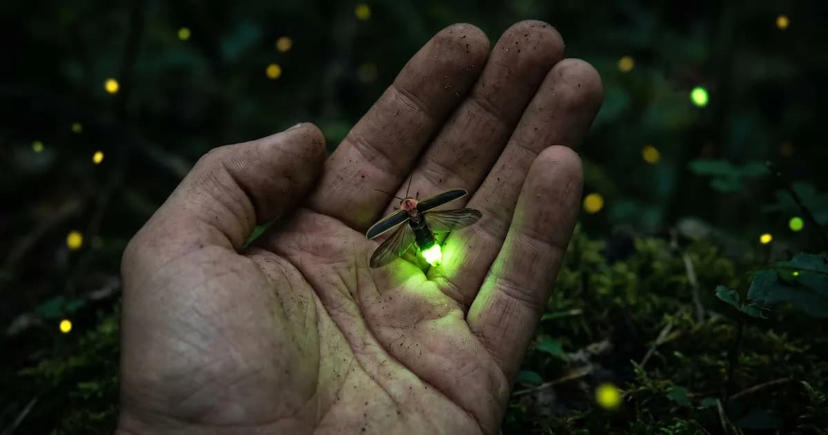 Descubriendo el asombroso fenómeno de la bioluminiscencia en las luciérnagas