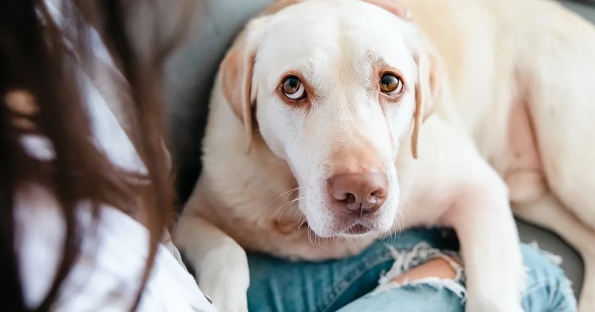 La marcha de tu perro podría revelar signos tempranos de demencia