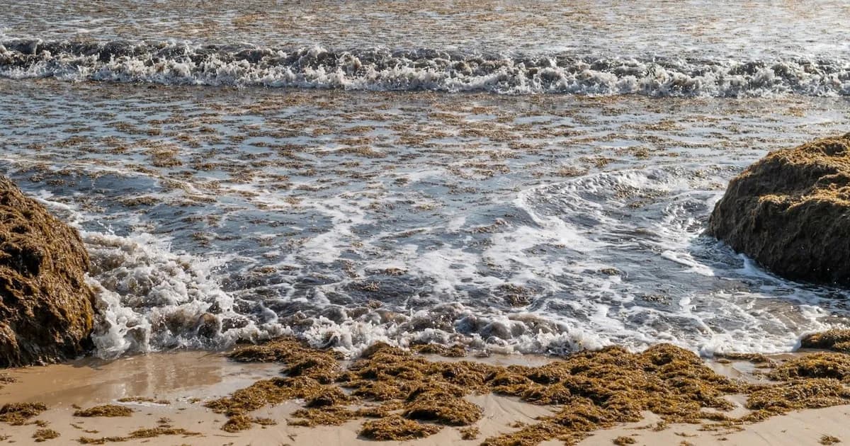 MITECO establece condiciones para el uso de la biomasa del alga Rugulopteryx okamurae