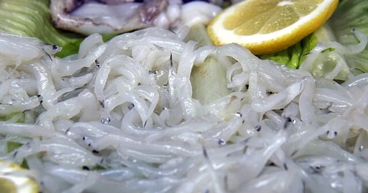 Chefs argentinos critican la falta de protección a la anguila europea: "Un acto irresponsable"