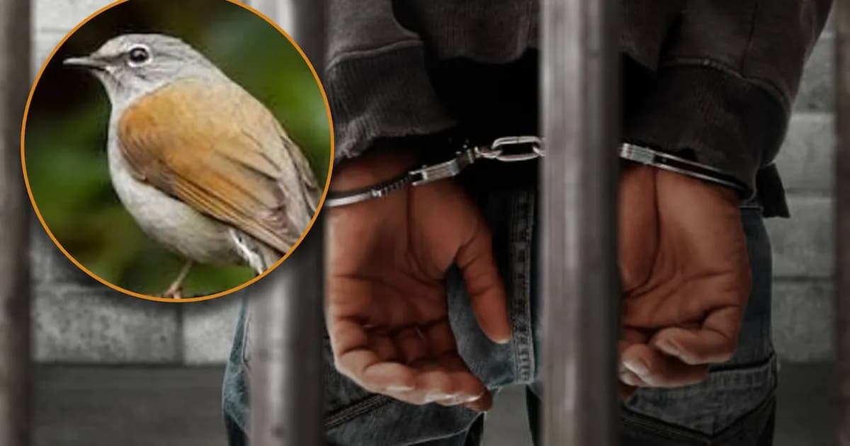 Detienen a hombre por tenencia ilegal de aves exóticas en Morelos