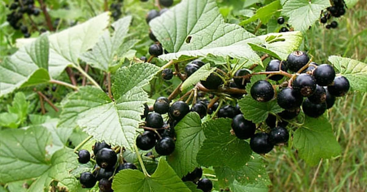 Grosellero negro: la opción ideal para cultivar frutas en tu jardín